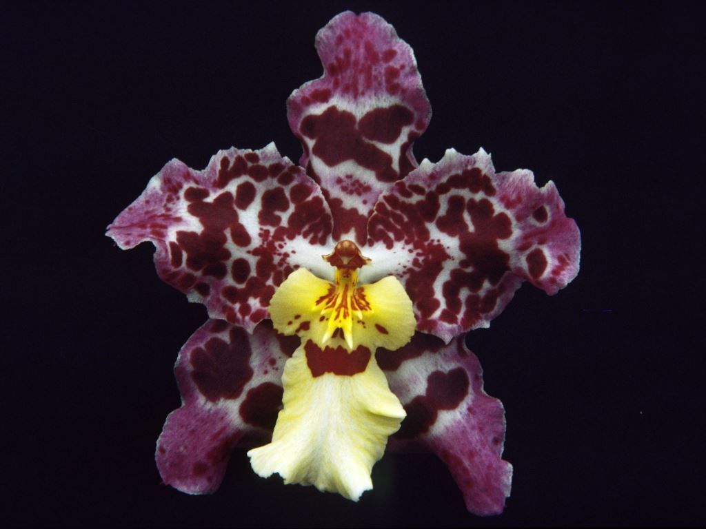 Oncidium Franz Wichmann