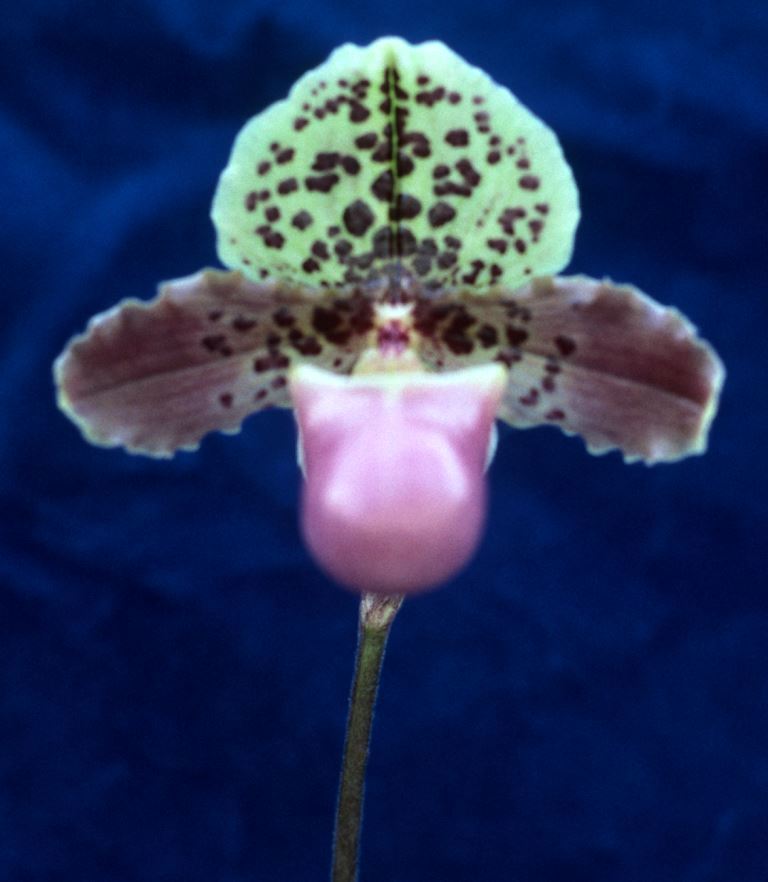 Paphiopedilum henryanum - HCC/AOC