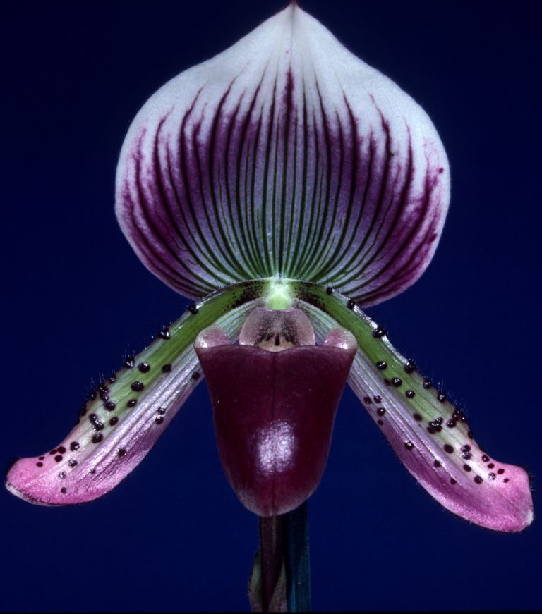 Paphiopedilum Vert
