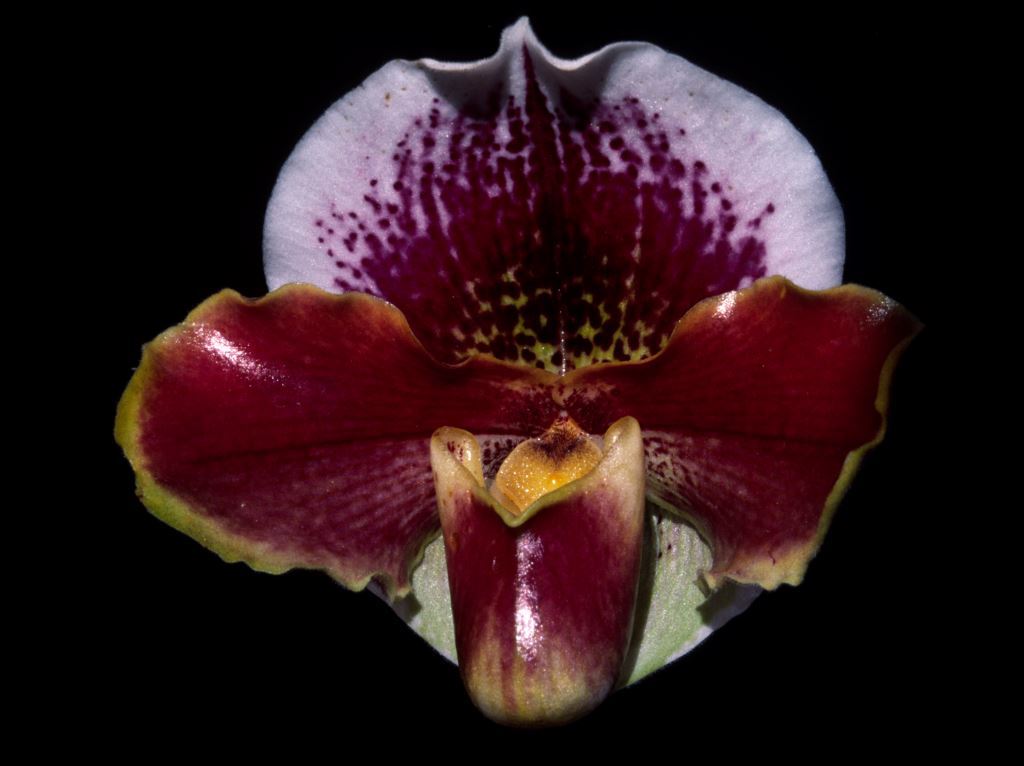 Paphiopedilum Highland Fox