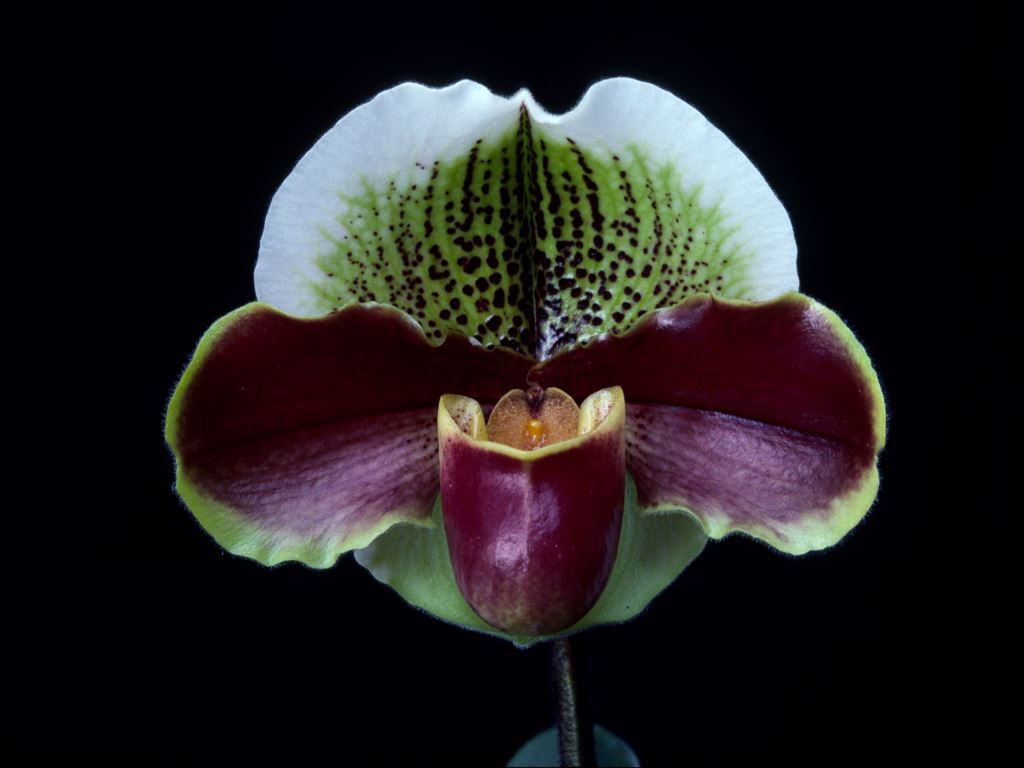 Paphiopedilum Winstear