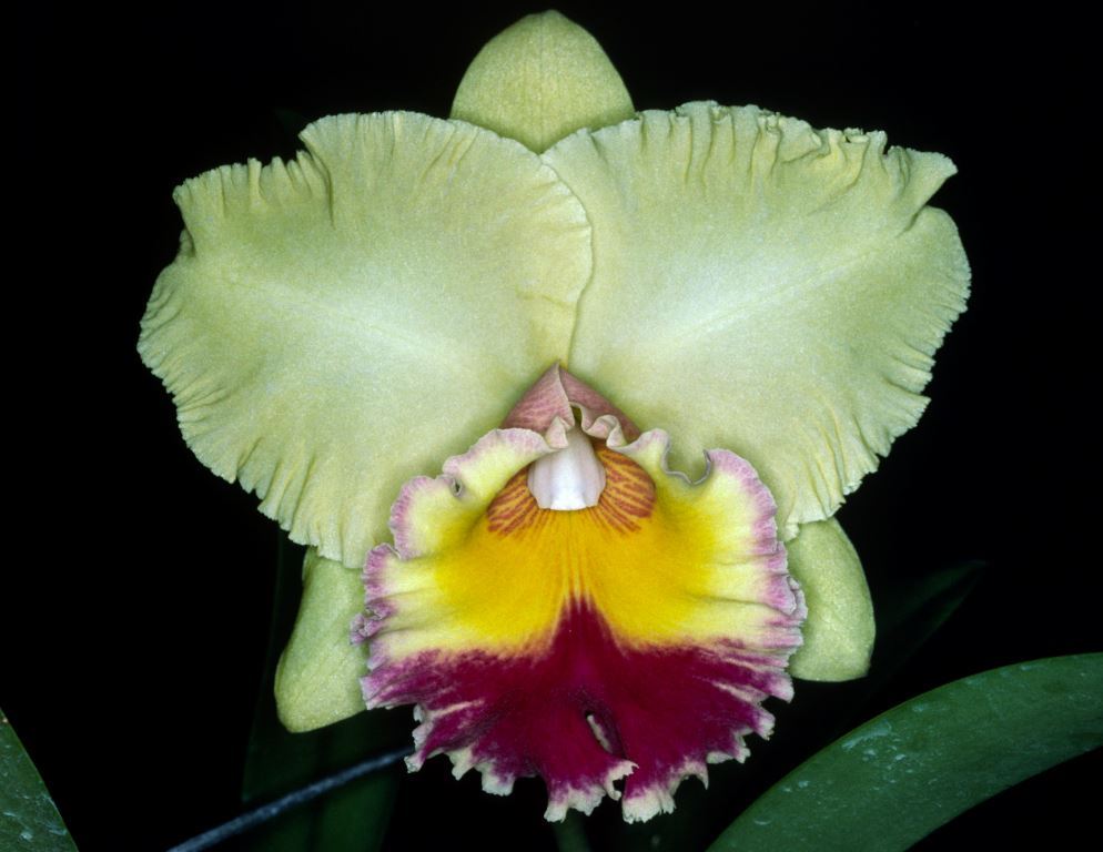 Rlc Goldenzelle