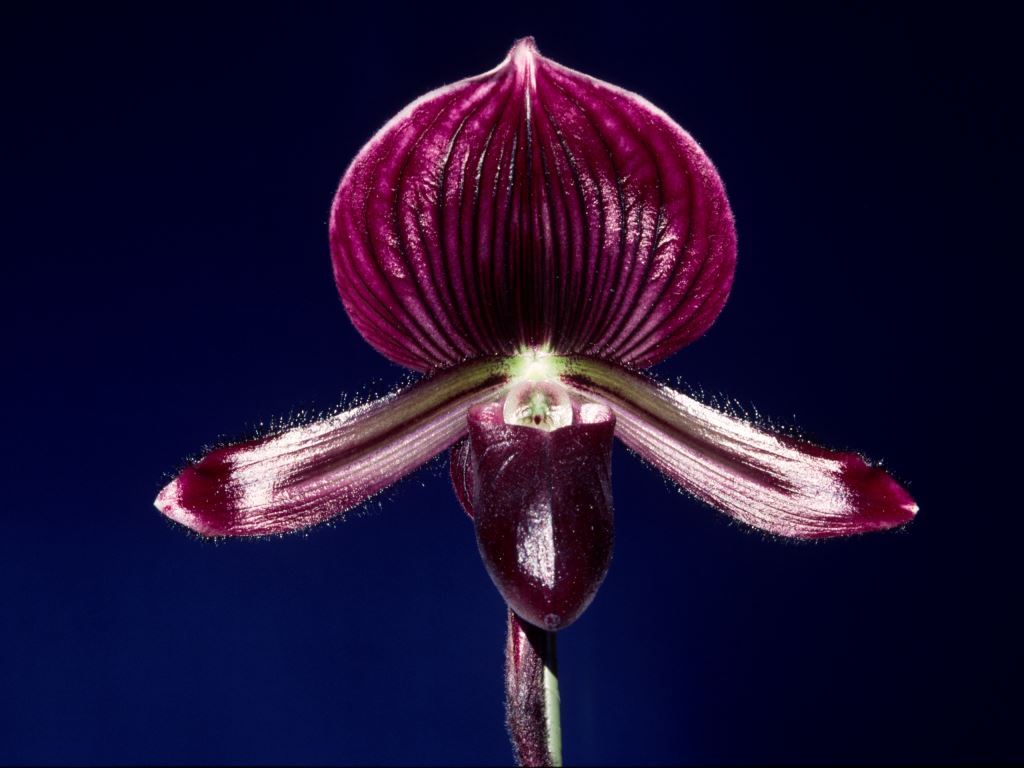 Paph Dot McNay