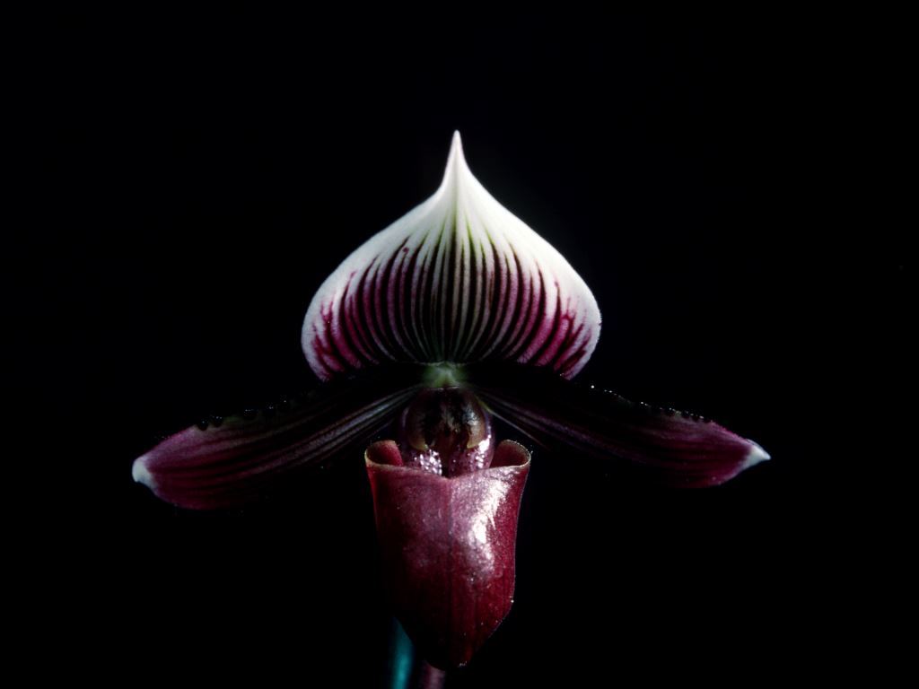 Paphiopedilum barbatum