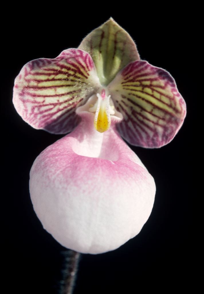 Paphiopedilum micranthum - HCC/AOC
