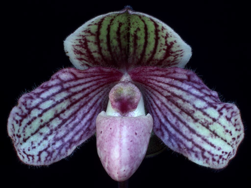 Paph Miss Faith Hanbury
