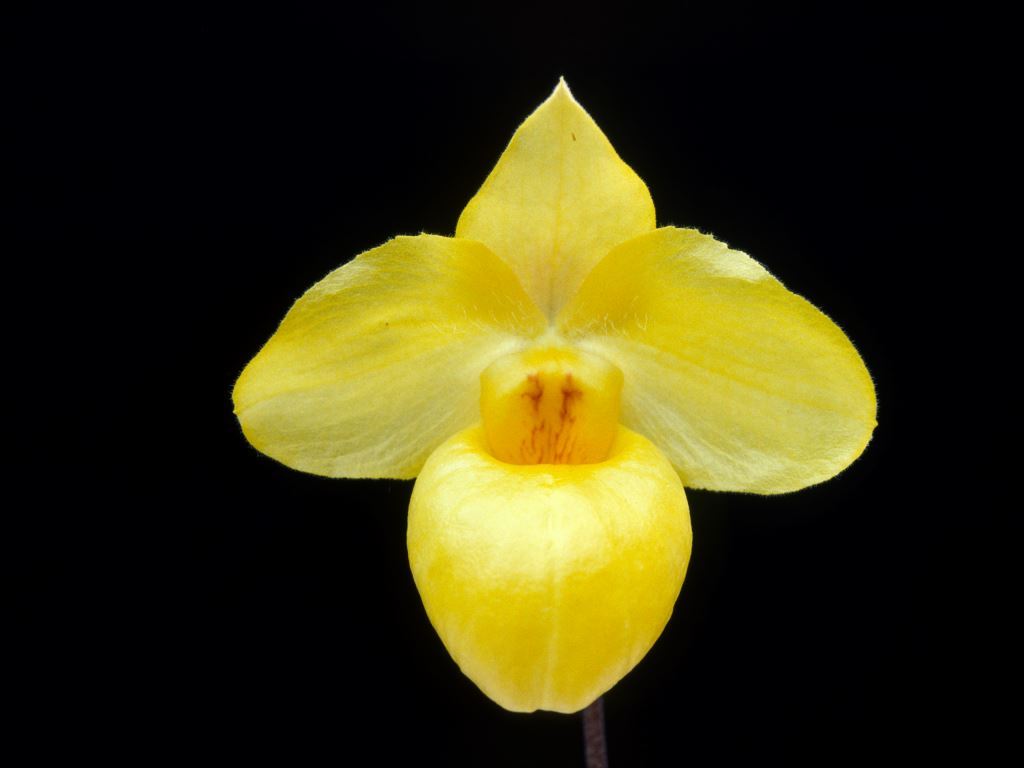 Paphiopedilum armeniacum - HCC/AOC