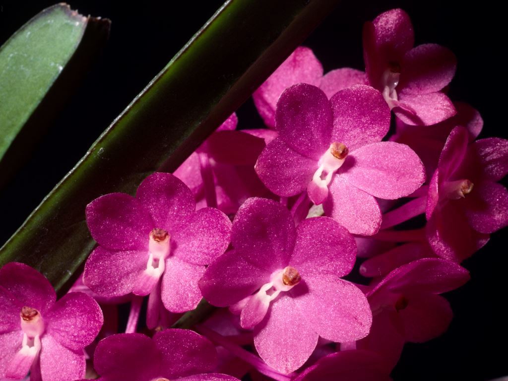 Vanda ampullacea subsp. ampullacea - HCC/AOC