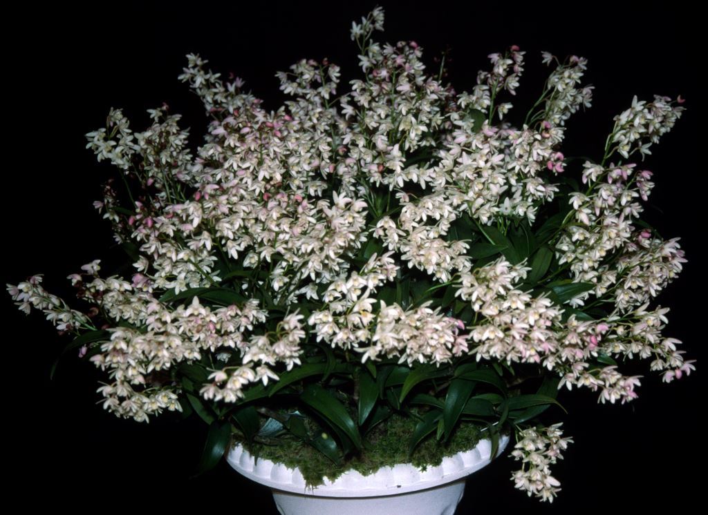 Dendrobium Delicate King 'Old Nick's Delight'
