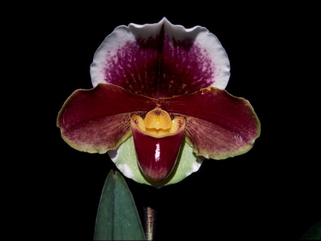 Paphiopedilum Zodiac Glory