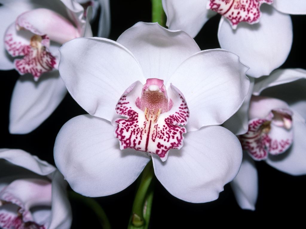 Cymbidium White Valley - HCC/AOC