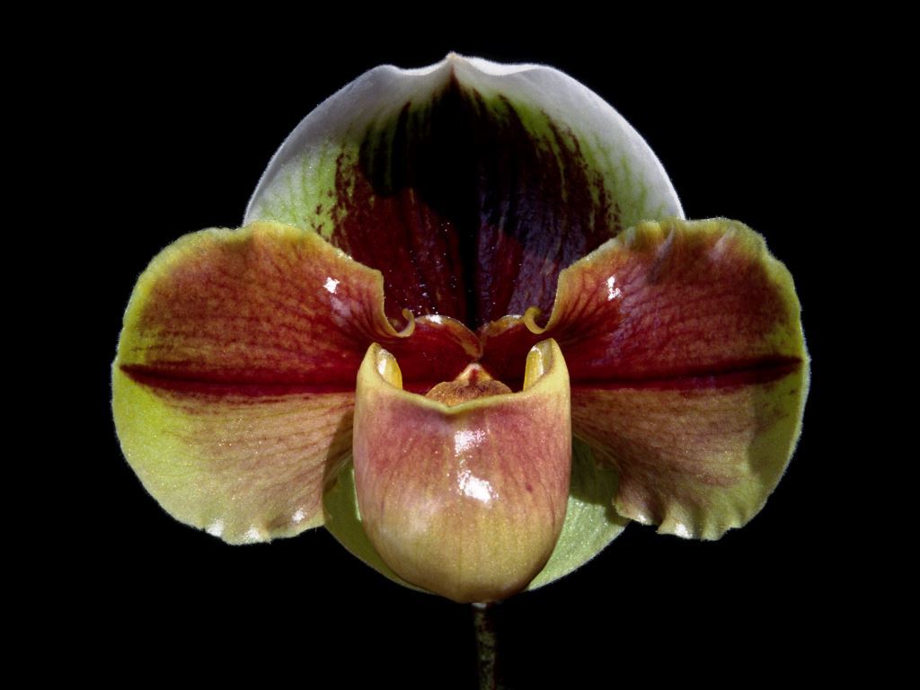 Paphiopedilum Jim Mackinney