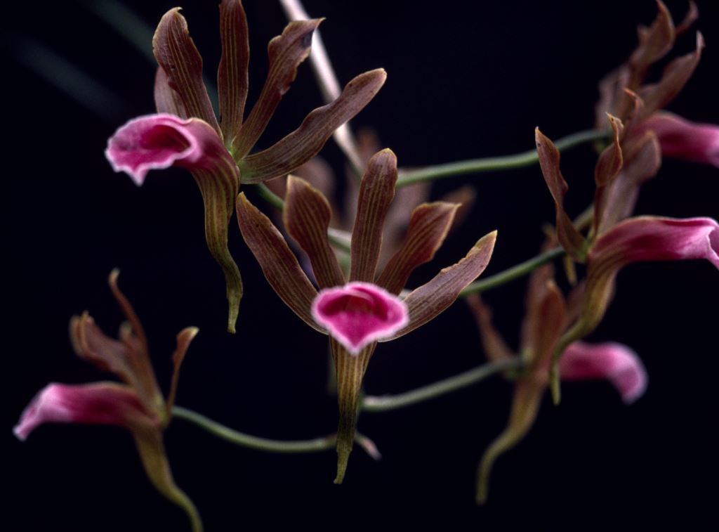 Galeandra claesii