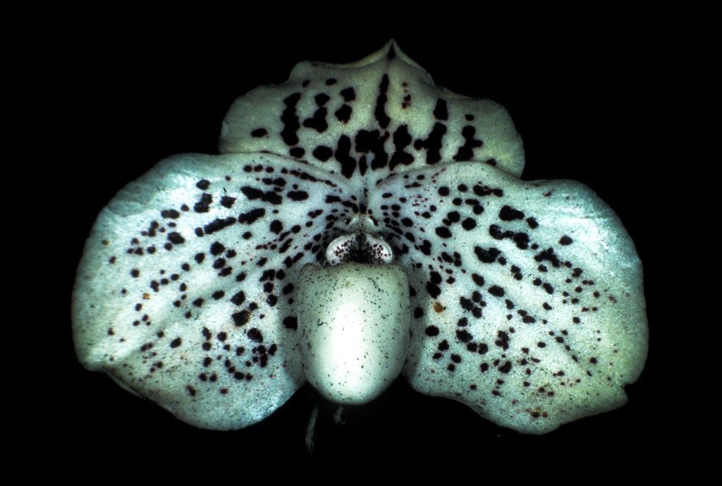 Paphiopedilum godefroyae var. godefroyae - HCC/AOC