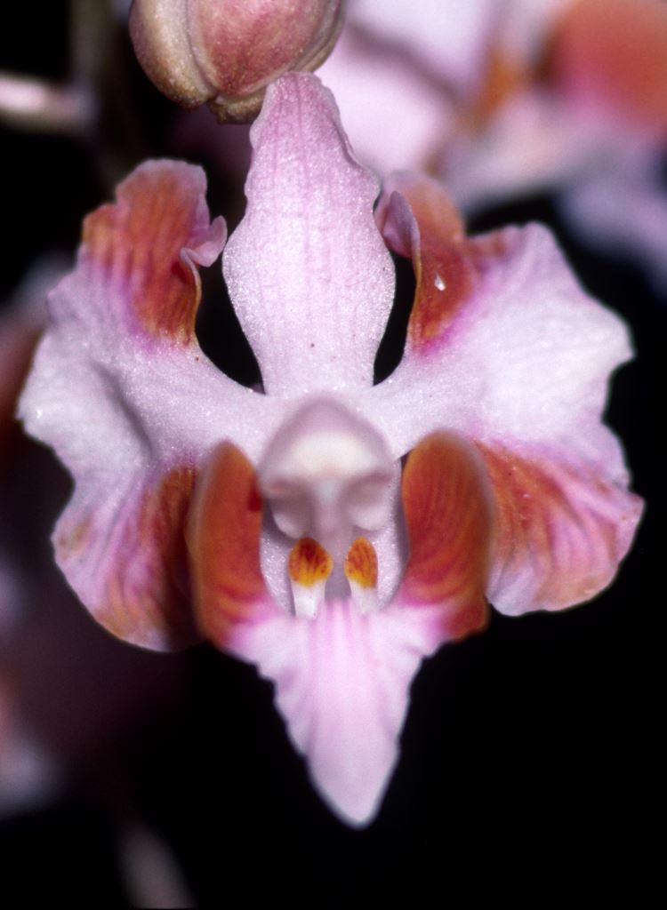 Phalaenopsis pulcherrima