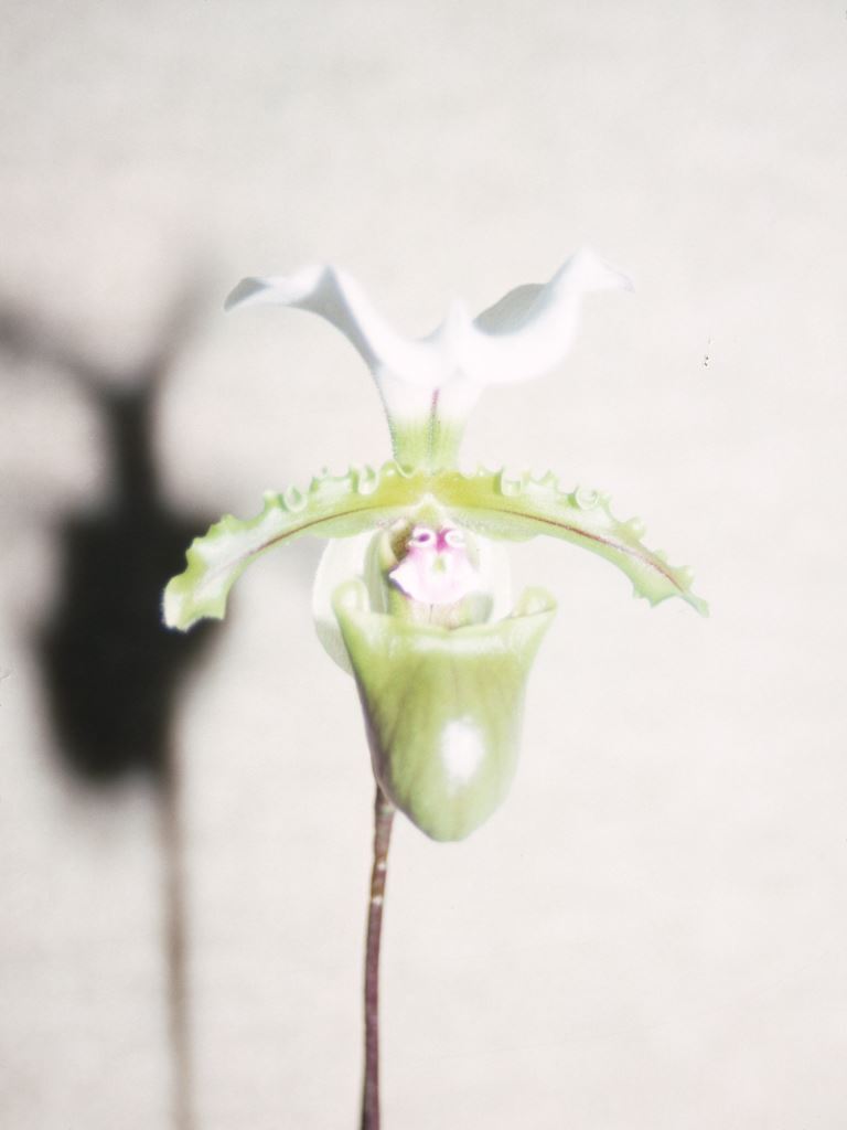 Paphiopedilum spicerianum