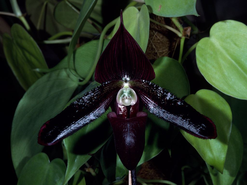 Paph Voodoo Magic