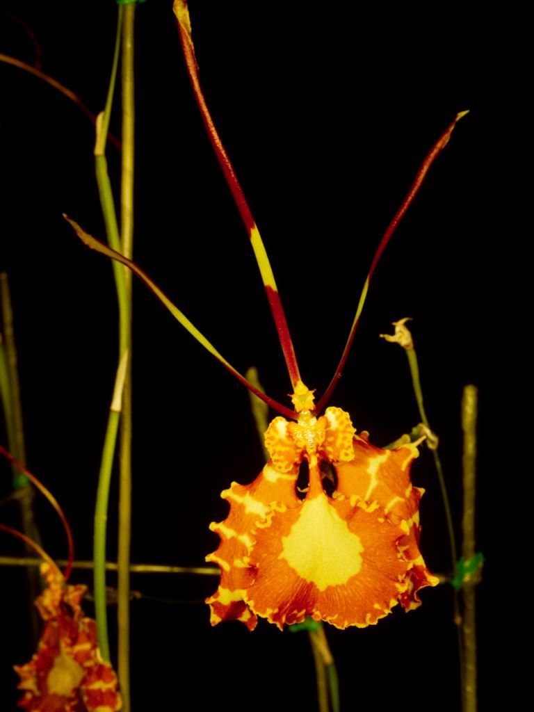 Psychopsis papilio - ACC/AOC
