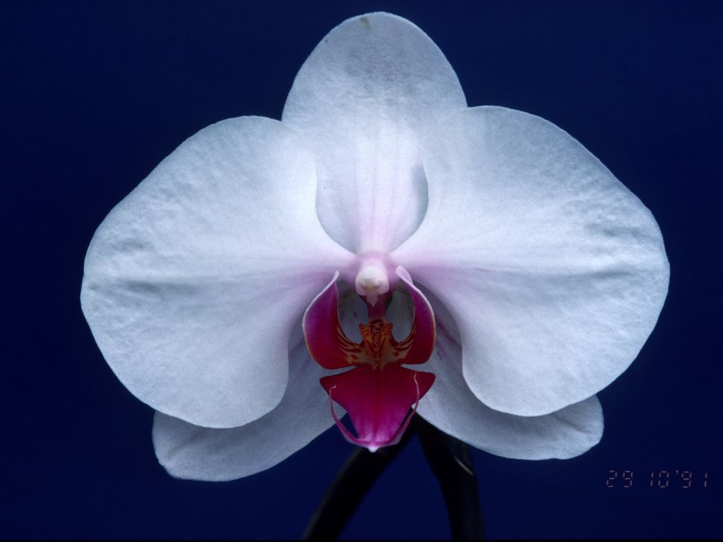Phalaenopsis Alice Loeb 'Q'lander'