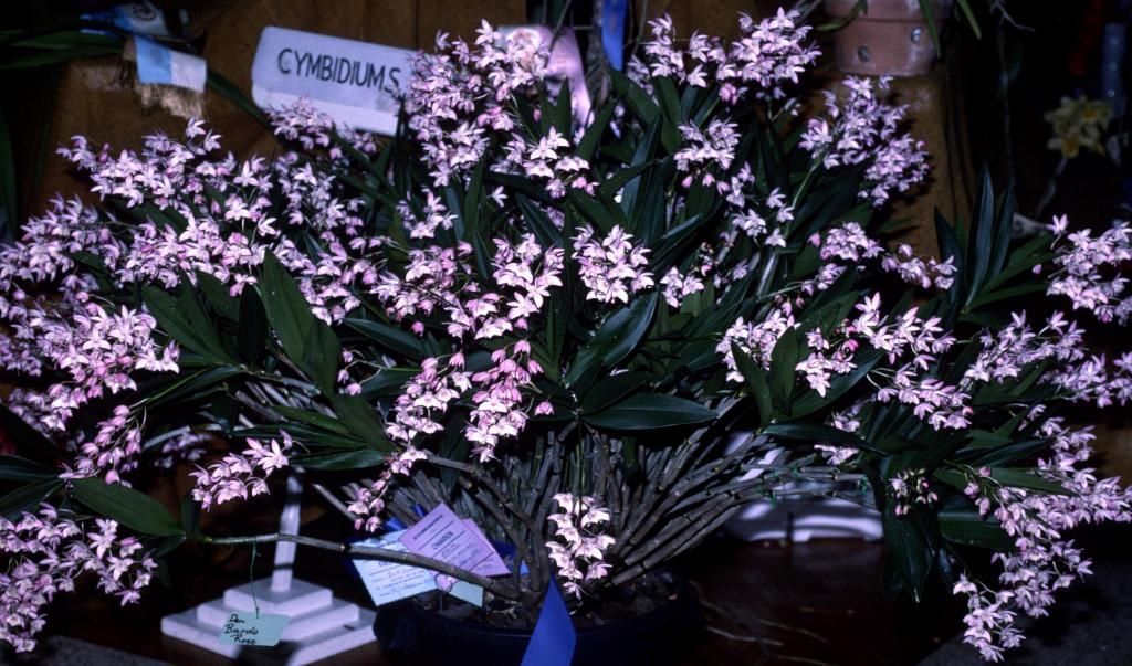 Dendrobium Bardo Rose - ACC/AOC