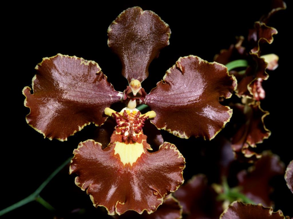 Gomesa Yurla - HCC/AOC