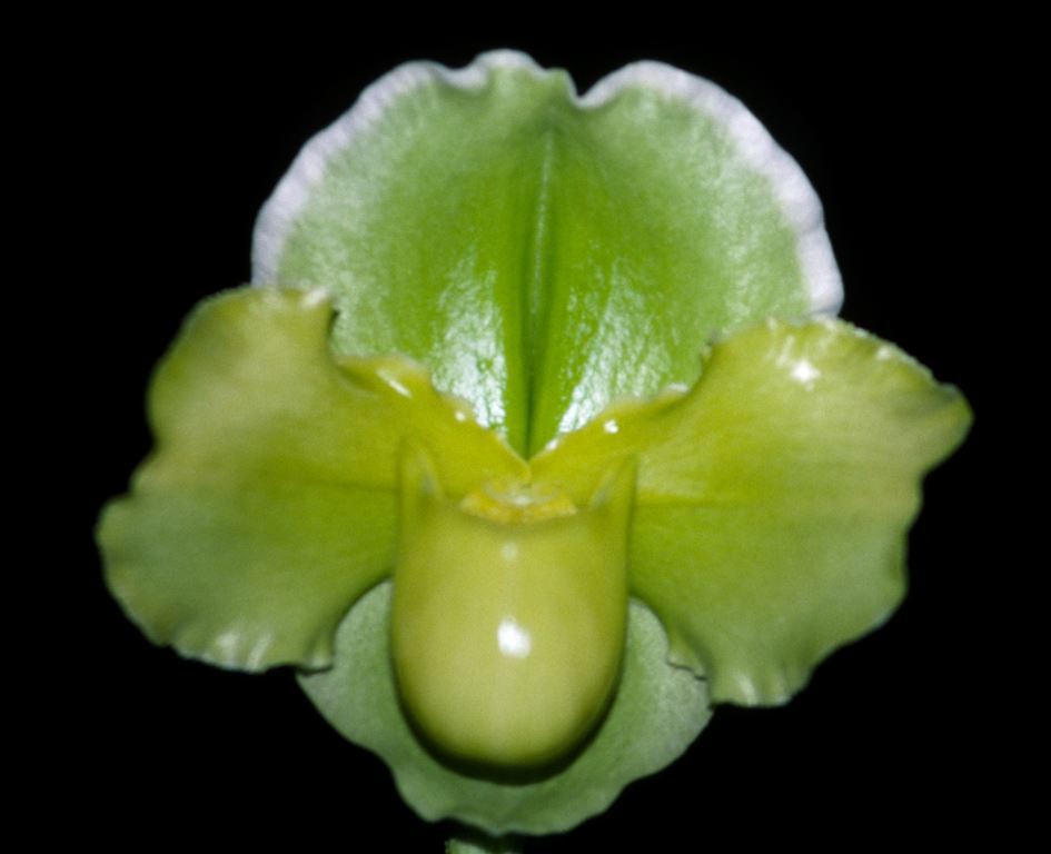 Paph Jolly Green Gem
