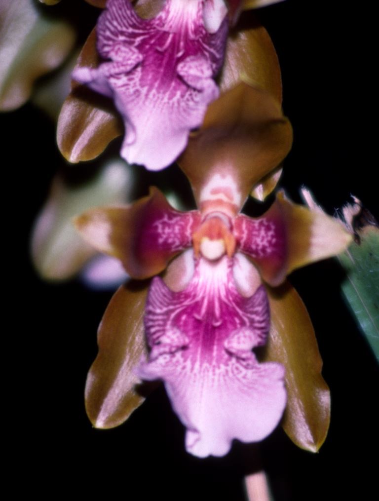 Oncidium harryanum
