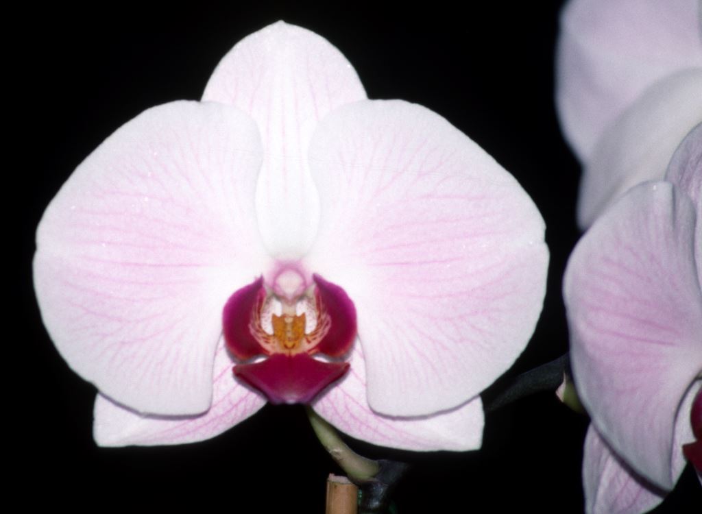 Phalaenopsis Bogangar's Beauty