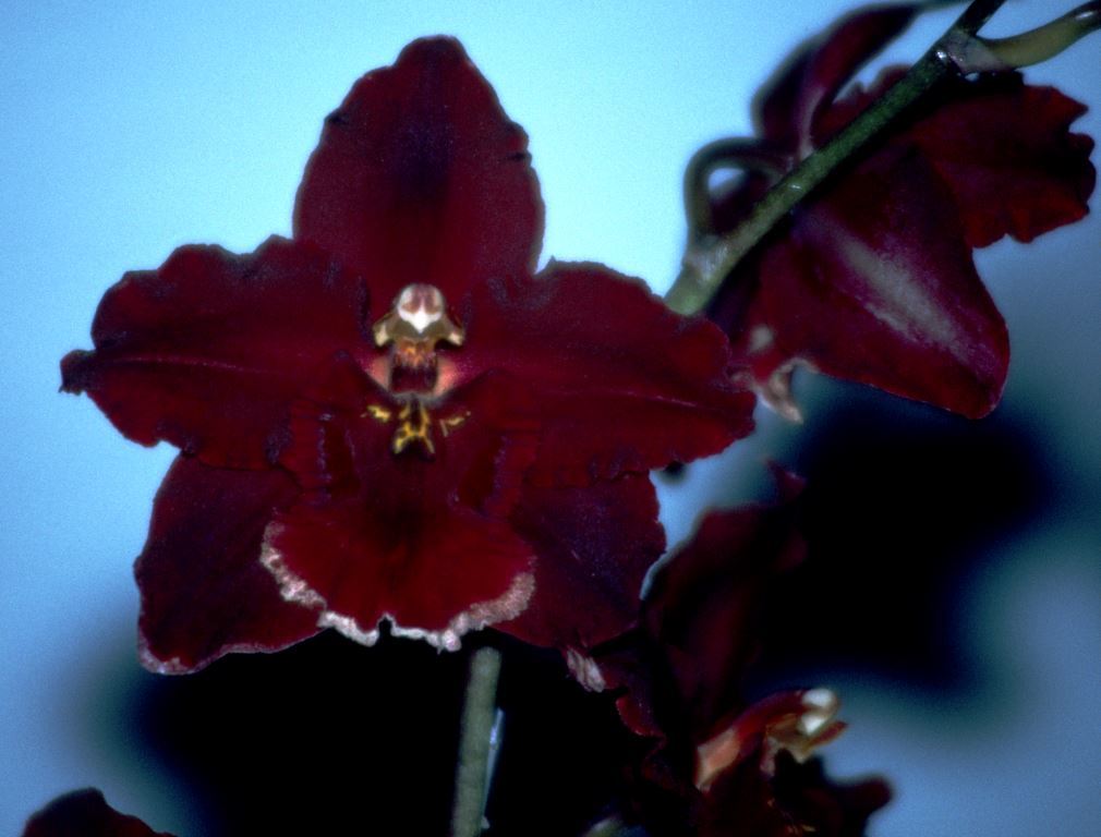 Oncidium Atunga Terrace - AD/AOC