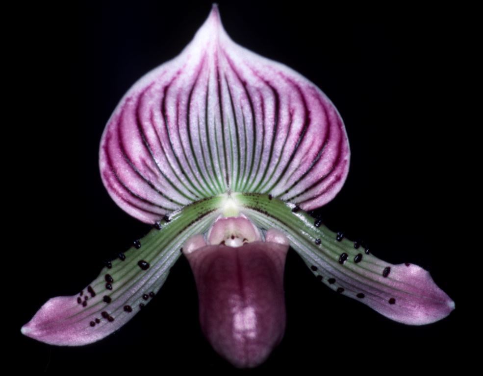 Paph Black Velvet