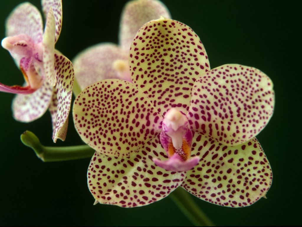 Phalaenopsis Heartline