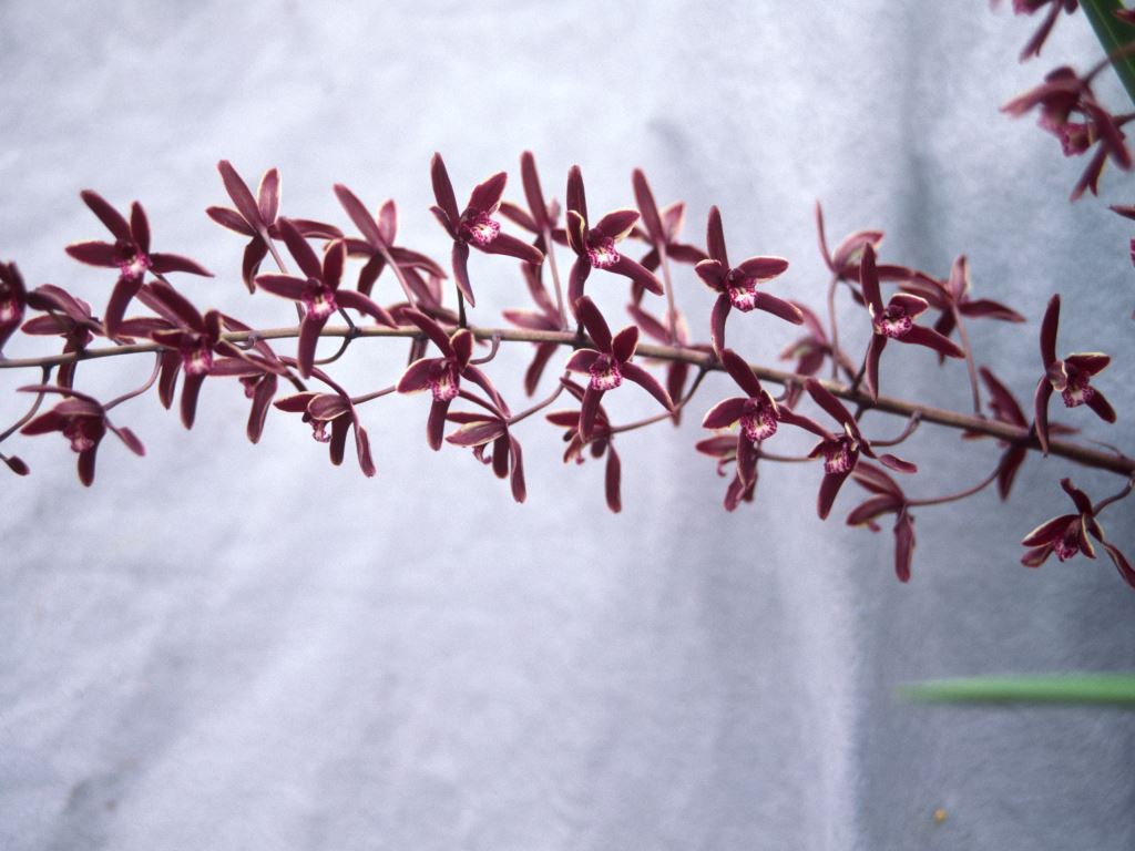 Cymbidium Brown Beauty - ACC/AOC