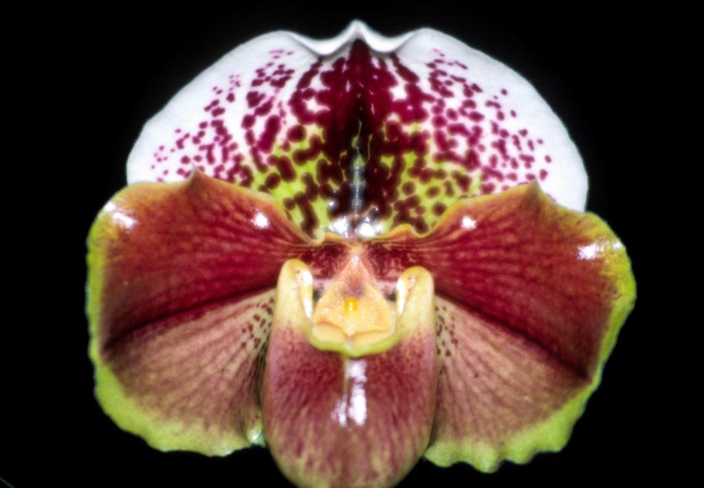 Paphiopedilum Kalkari - HCC/AOC