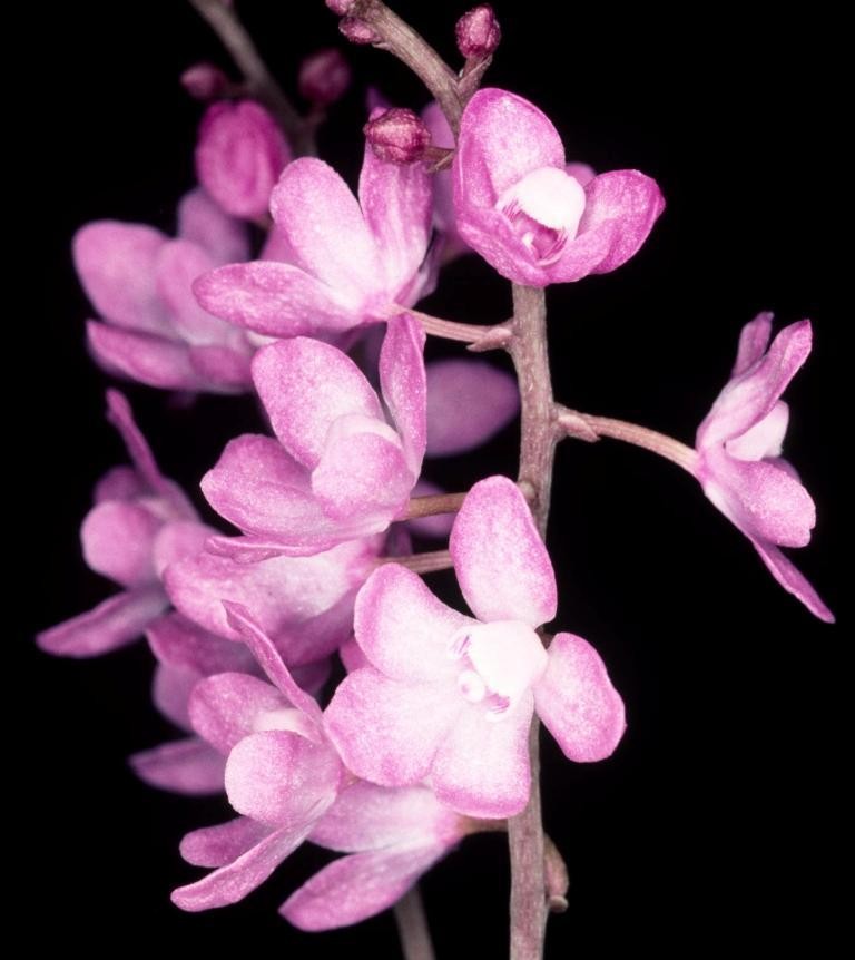 Sarcochilus ceciliae - HCC/AOC
