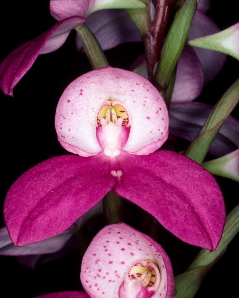 Disa Unilangley - HCC/AOC