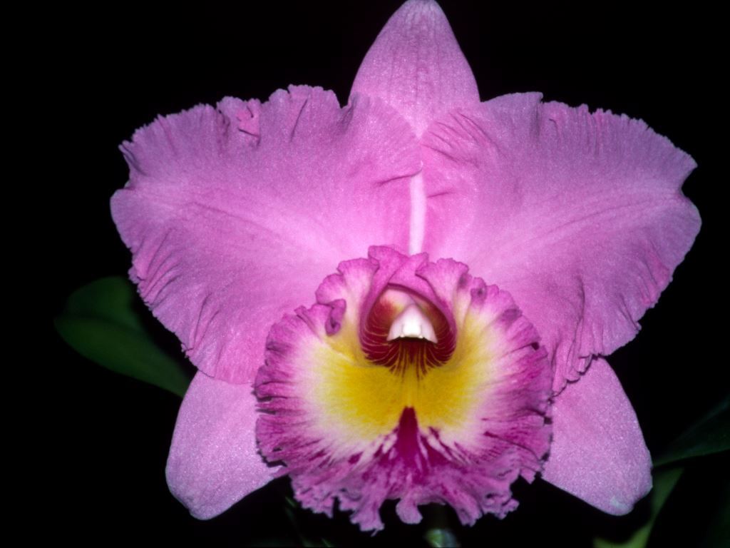 Rhyncholaeliocattleya Mount Sylvan - AM/AOC