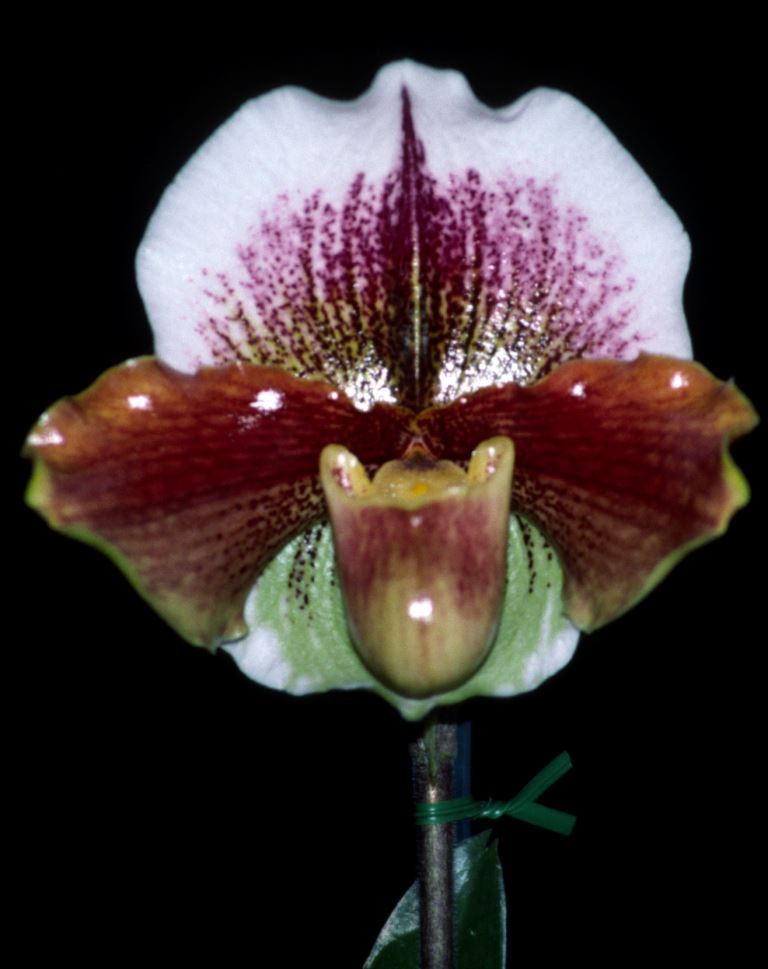Paphiopedilum Brewongle