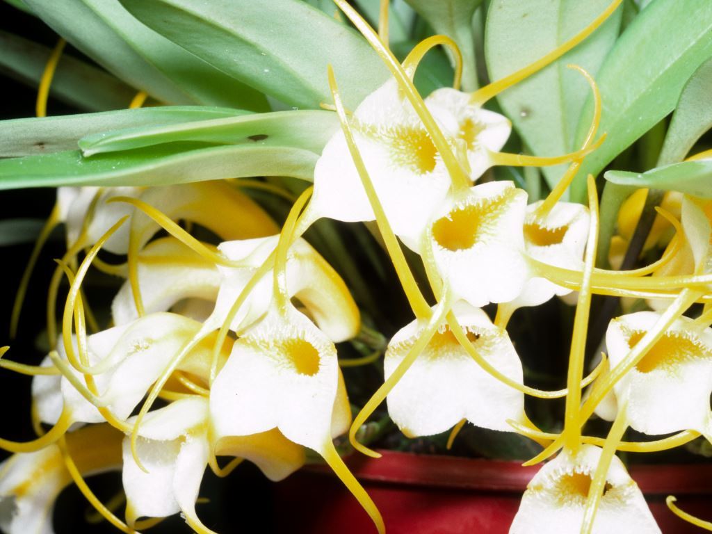 Masdevallia agaster