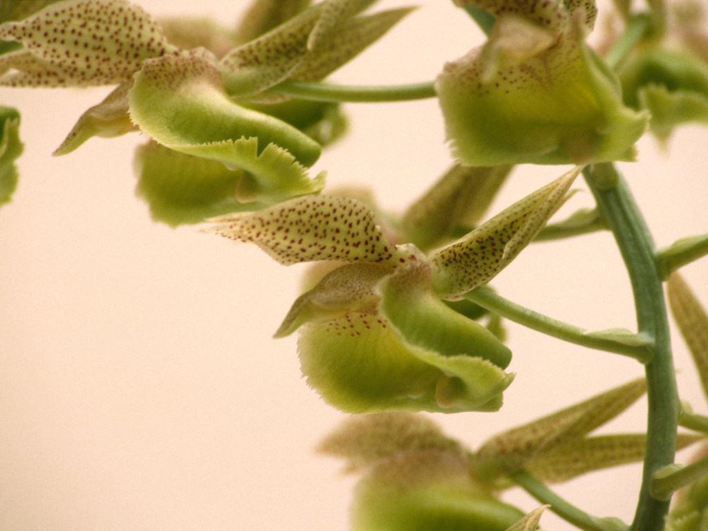 Catasetum cernuum - HCC/AOC