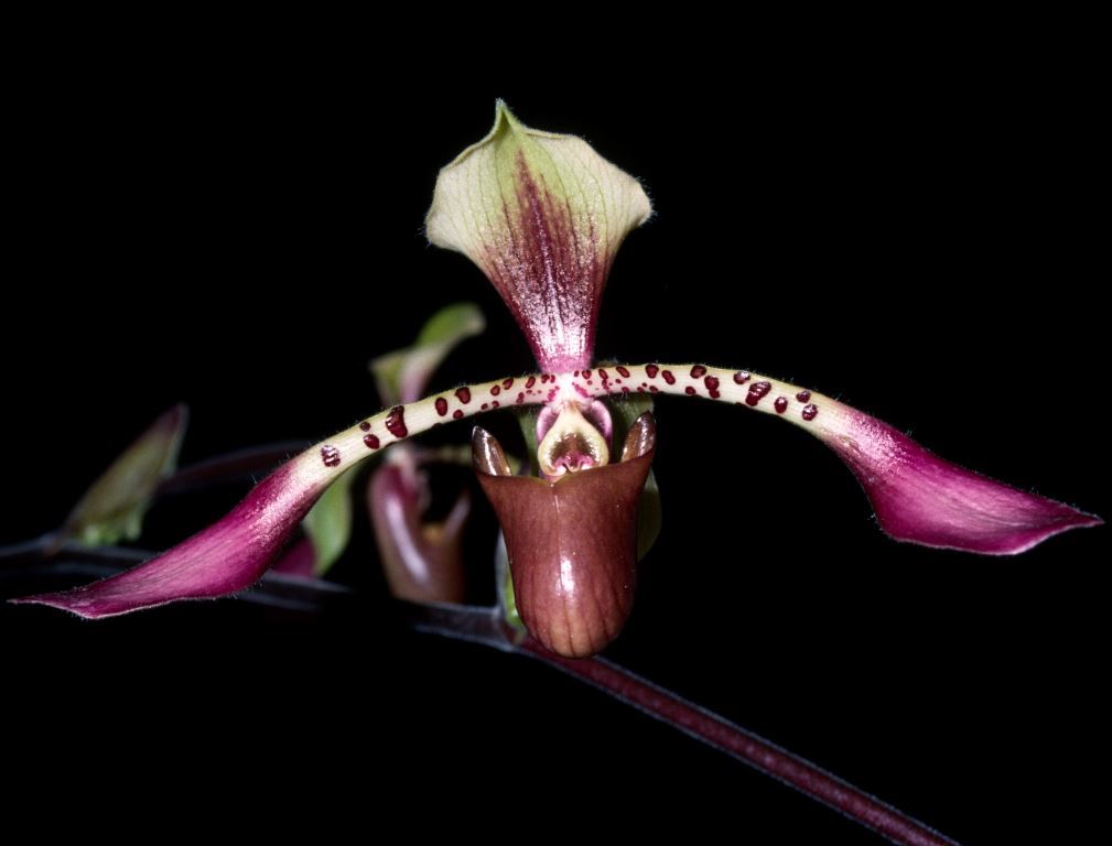Paphiopedilum lowii var. lynniae - AM/AOC
