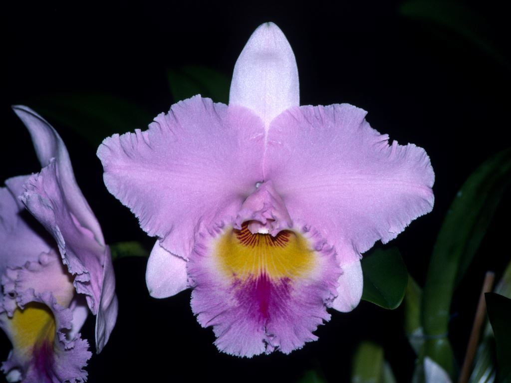 Rhyncholaeliocattleya Mount Sylvan - AM/AOC