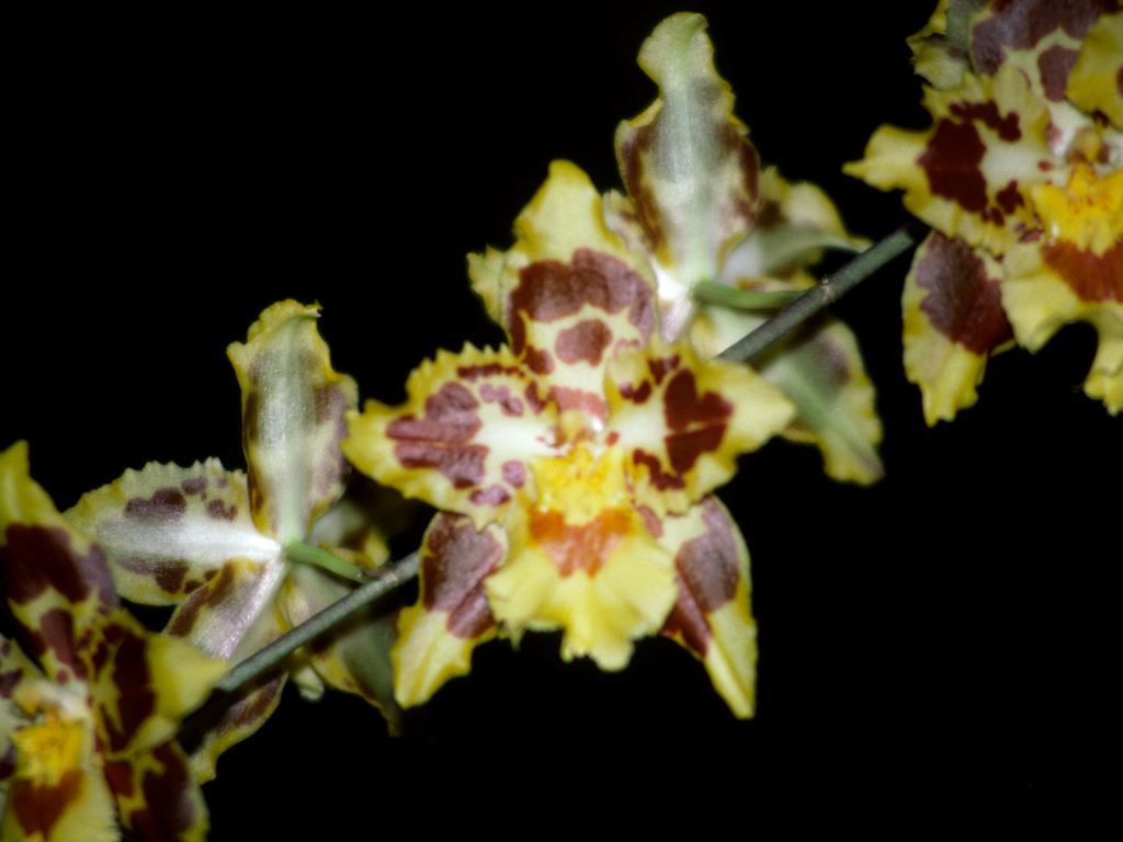 Oncidium Tiger Sun
