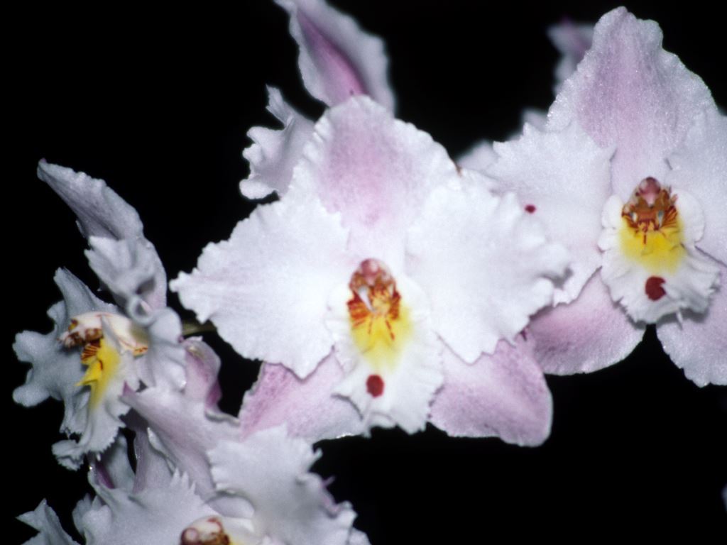 Oncidium alexandrae - HCC/AOC