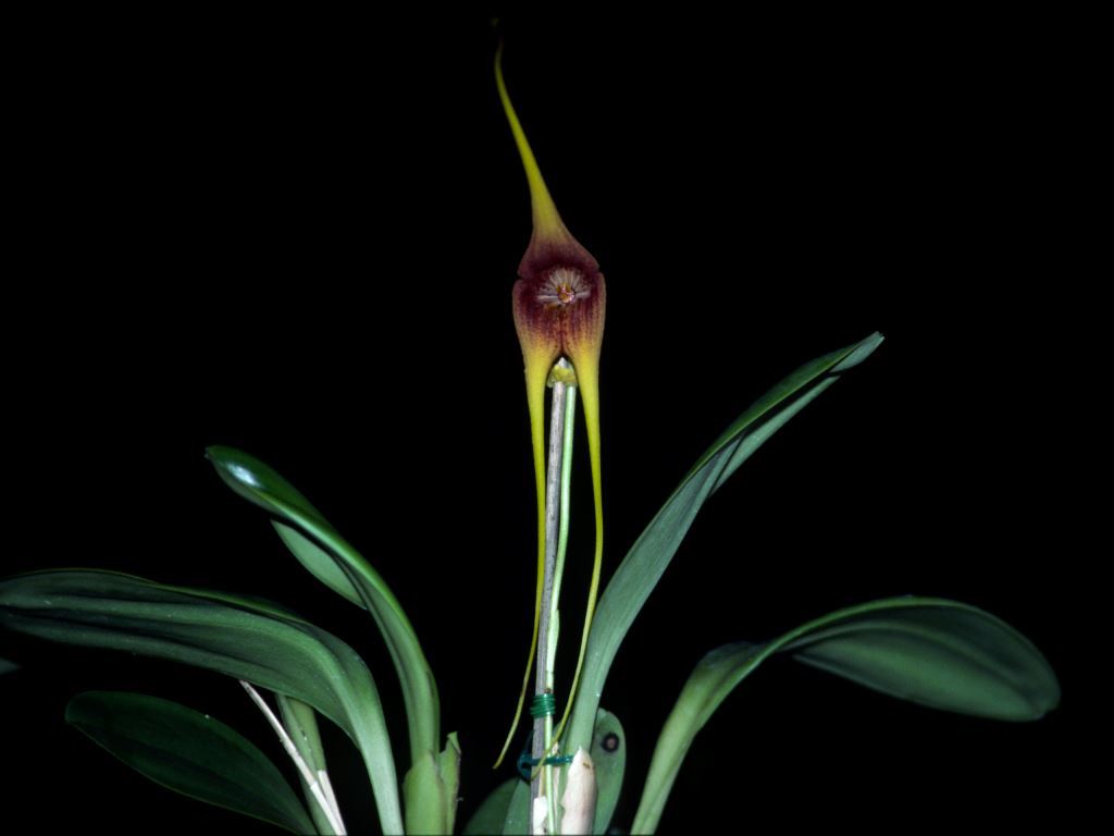Masdevallia macrura - HCC/AOC