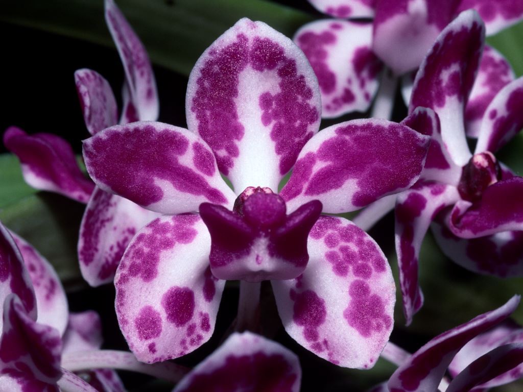 Rhynchostylis gigantea - AM/AOC