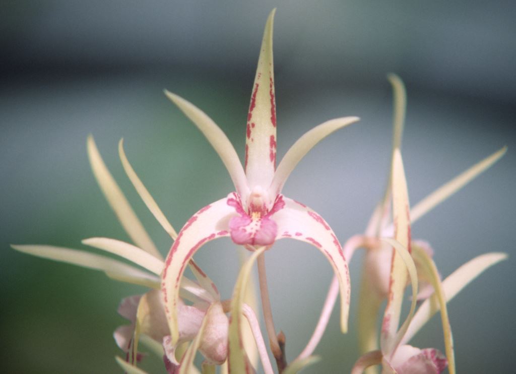 Dendrobium Graham Hewitt - HCC/AOC