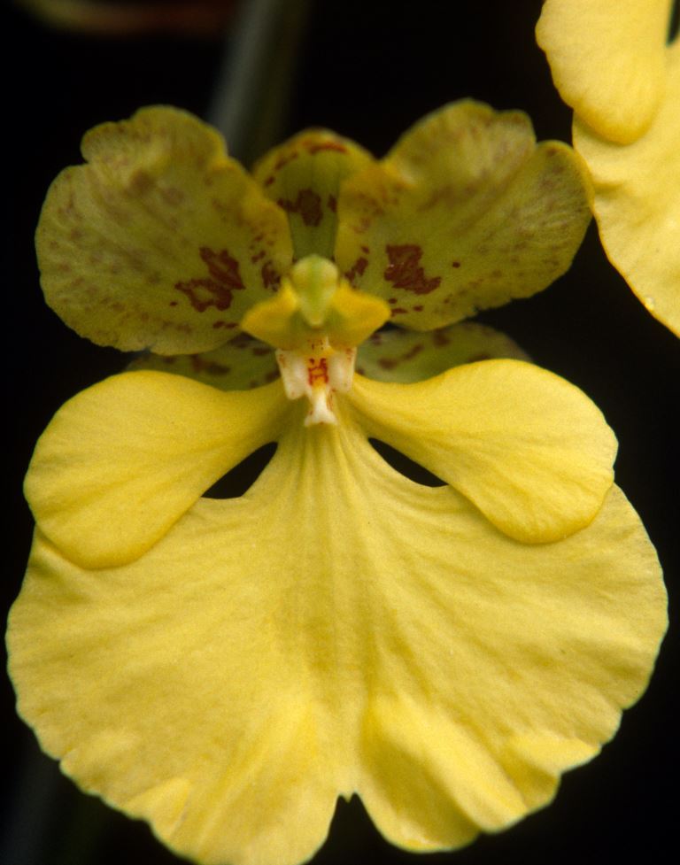 Gomadachtia Robson's Gold