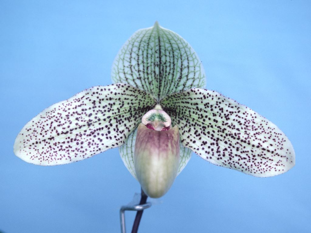 Paphiopedilum Francisco Freire - AM/AOC