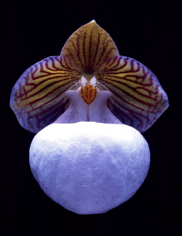 Paphiopedilum micranthum - HCC/AOC