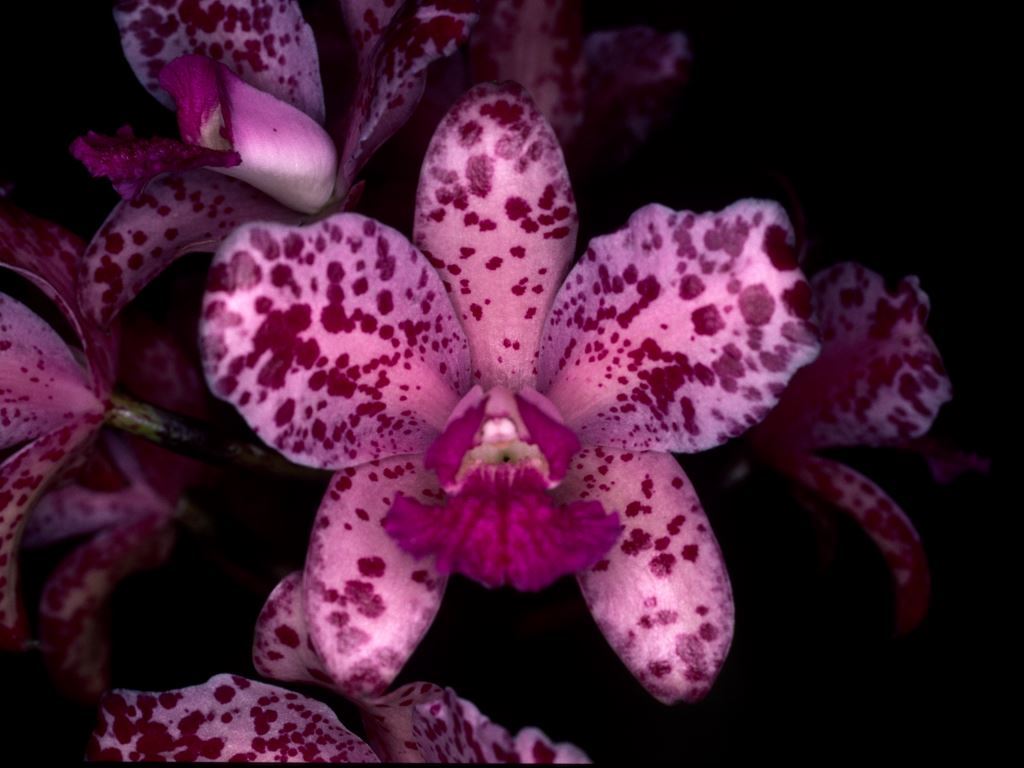 Cattleya amethystoglossa - HCC/AOC